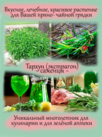 Тархун экстрагон лимонадная трава многолетник