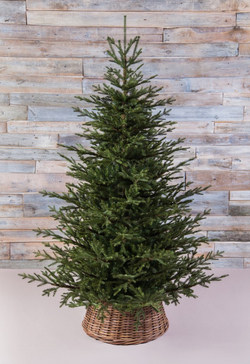 Ель 185см Black Box Французская зеленая