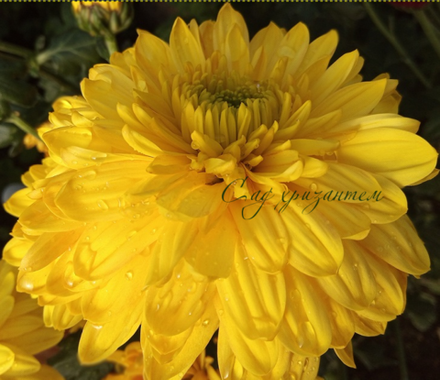 Хризантема одноголовая Princess Amgard yellow ☘ о.65    (временно нет в наличии)