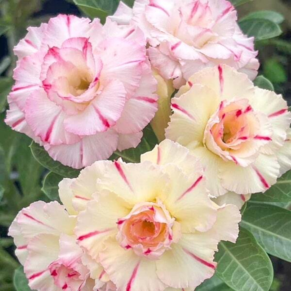 Адениум PLOY RUNG