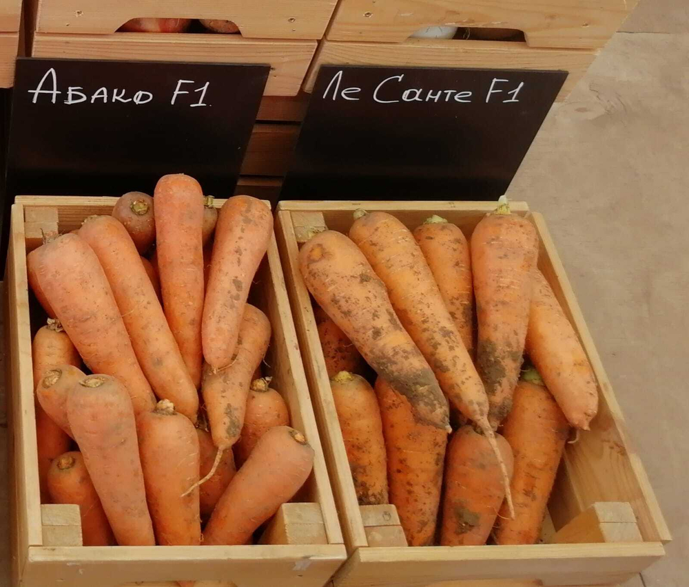 Ле Санте F1 семена моркови шантане (Seminis / Семинис)
