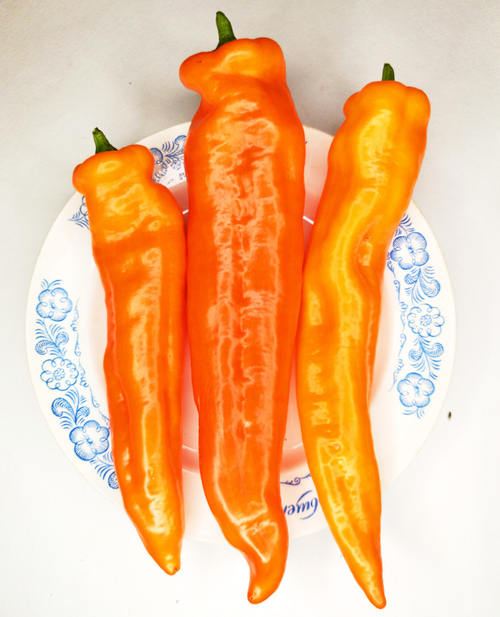 Перец Сладкий Оранжевый Клык Динозавра - Orange Fang of the Dinosaur