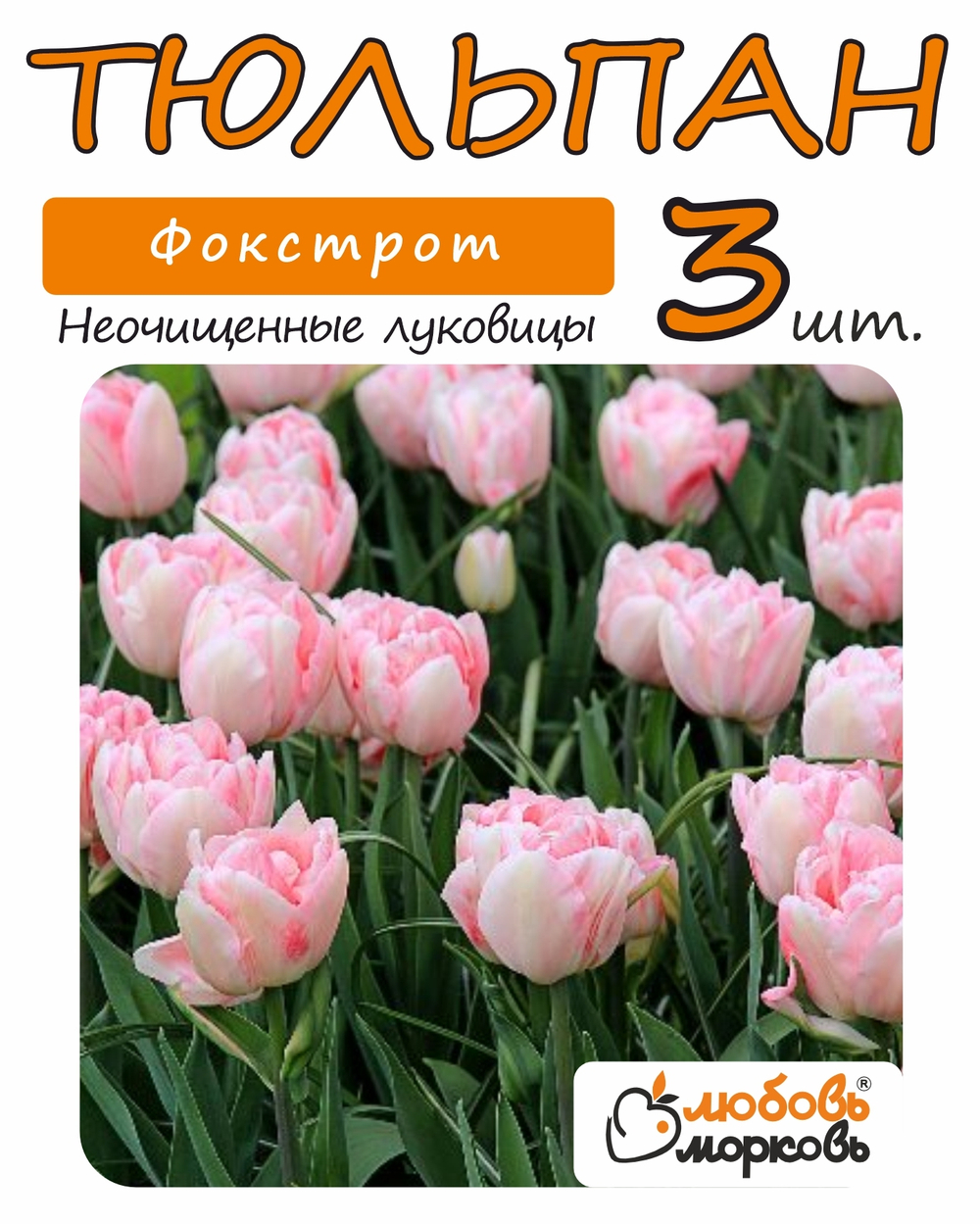 Тюльпан Луковица, Фокстрот, 3+ шт