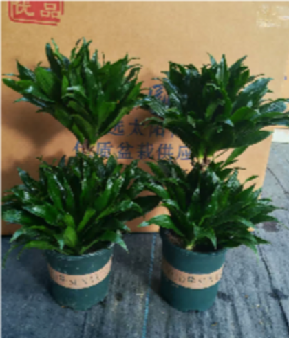 Драцена Dracaena fragrans д.18