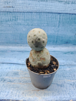 Tephrocactus Geometricus (Тефрокактус)