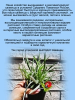 Эдельвейс горный. Цветок любви многолетний.