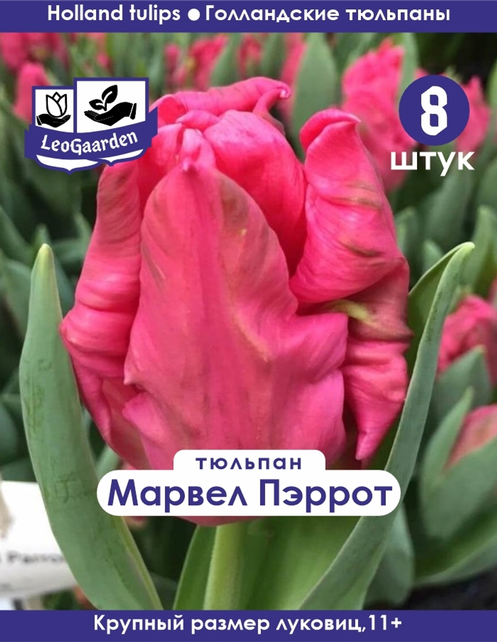 Тюльпан Луковица, Марвел Пэррот, 8шт