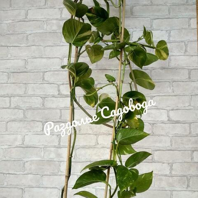 Сциндапсус