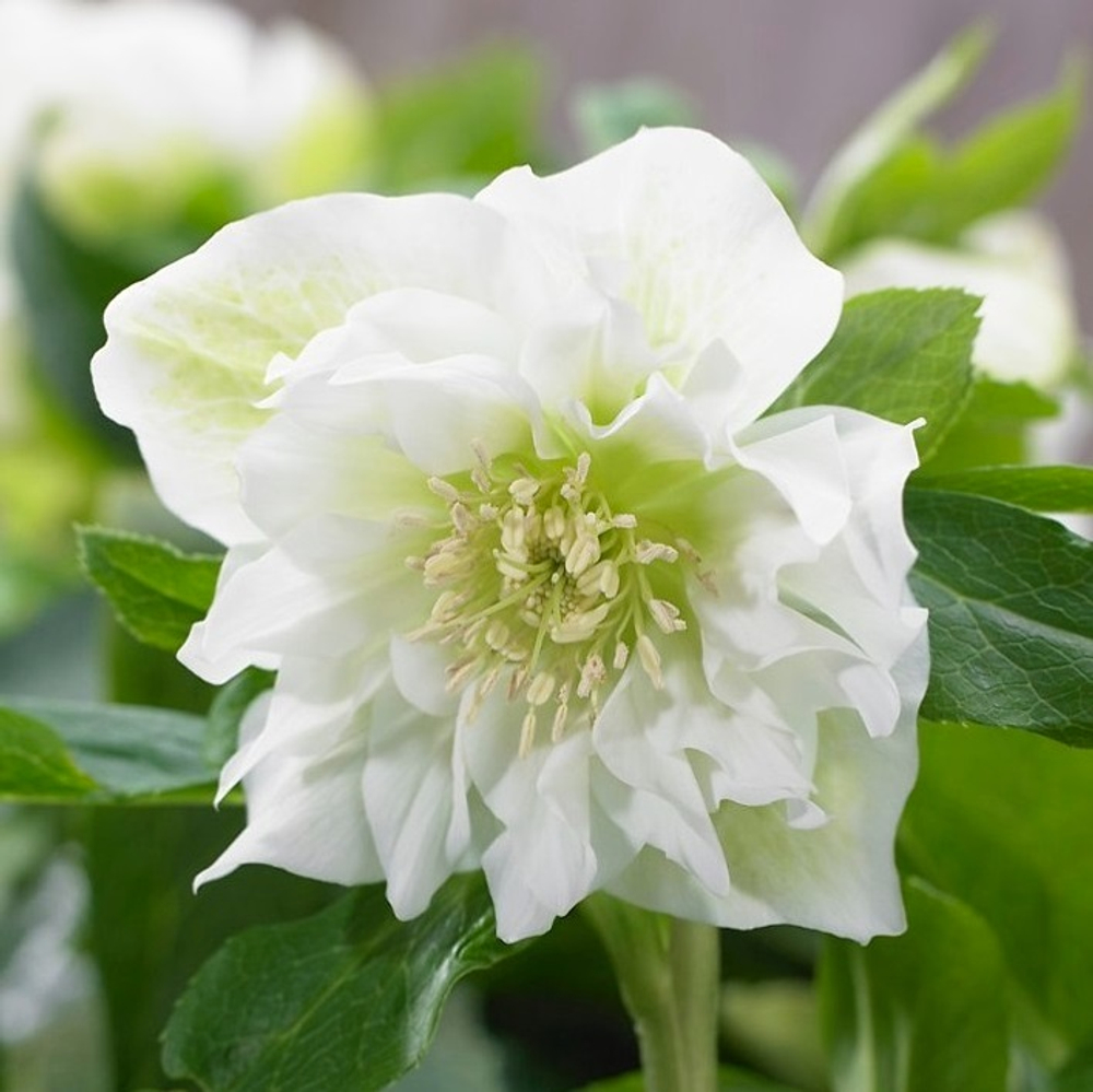 Морозник восточный "Double Hybrids White Promise". Helleborus orientalis "Double Hybrids White Promise".