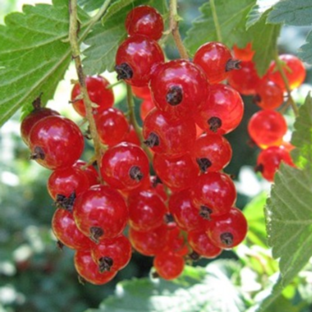 Смородина красная