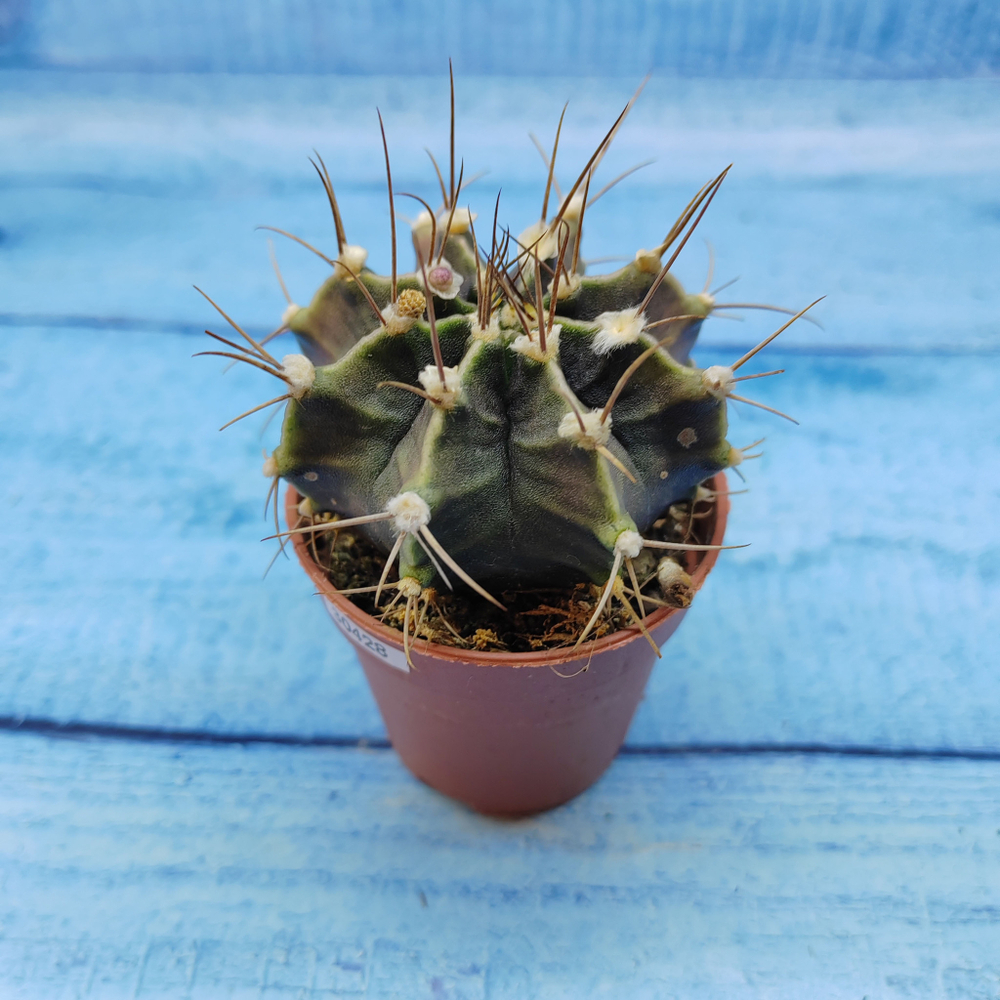 Gymnocalycium Friedrichii (Гимнокалициум)