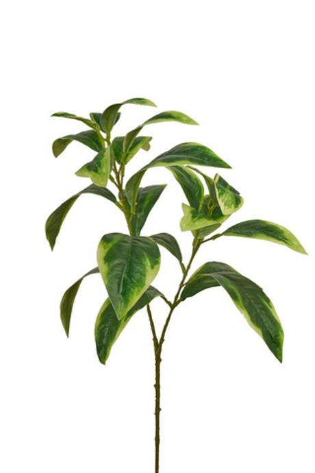 Ветка фикуса Саманта