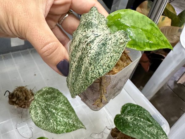 Вариегатные перцы на выставке в Бангкоке