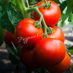 Томат детерминантный Крайний север (цена за 6шт)
