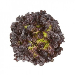 Сатудай семена салата дуболистного (Rijk Zwaan / Райк Цваан)