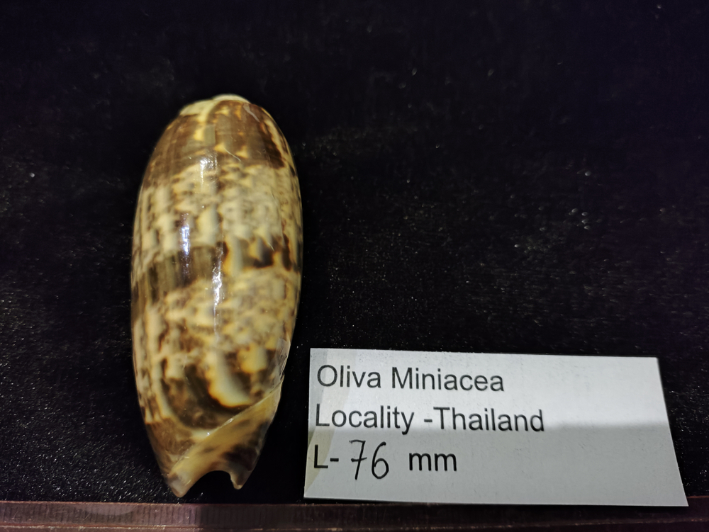 Олива Миниацея