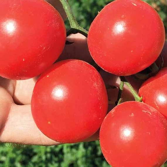 МЕТРО F1 семена томата Nunhems купить – фото 3