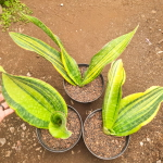 Сансевиерия MALAWI MIDNIGHT VAR