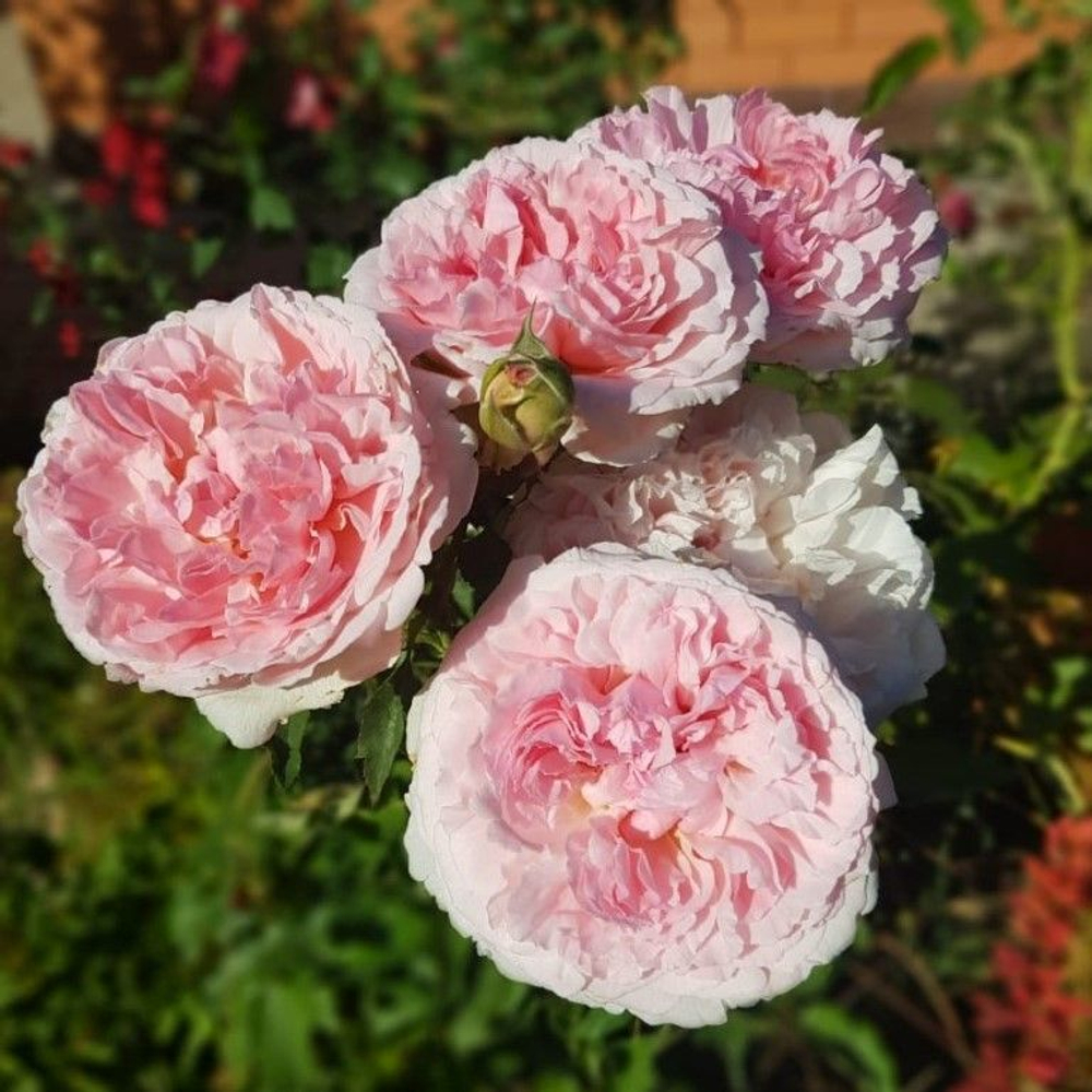 Роза Розалинд английская саженец с ЗКС.