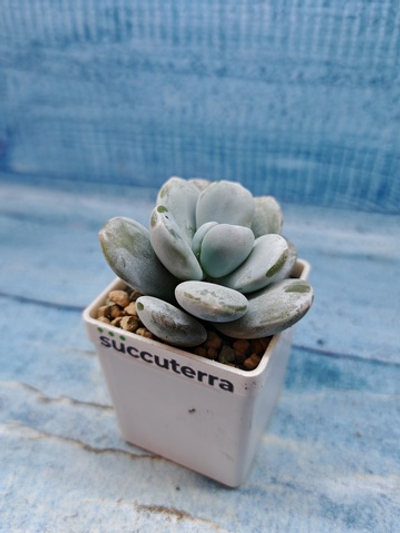 Pachyveria sp. (Пахиверия)