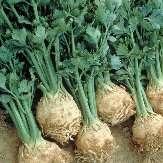 ПРИНЦ семена сельдерея Nunhems культура – фото 2