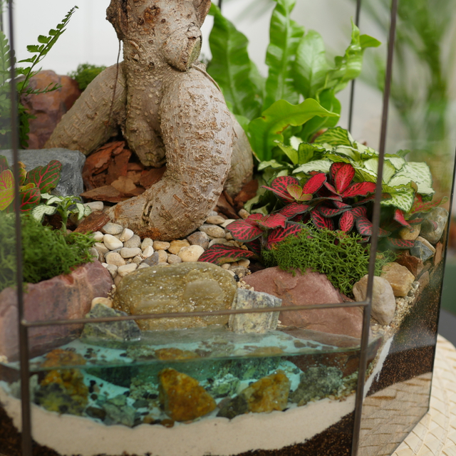 Готовый флорариум Фикус гинсенг Бонсариум XL с озером