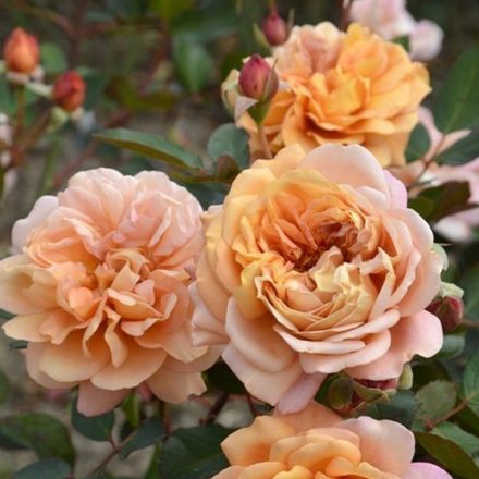 Маррон (Marron)