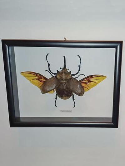 Жук Megasoma elephas в рамке