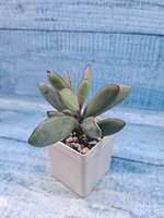 Senecio Crassissimus (Крестовник)