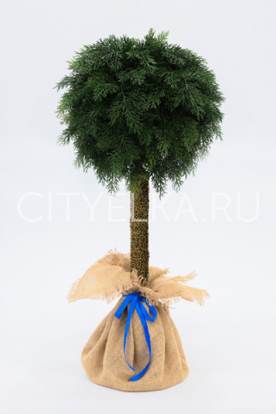 Туя шар на ножке