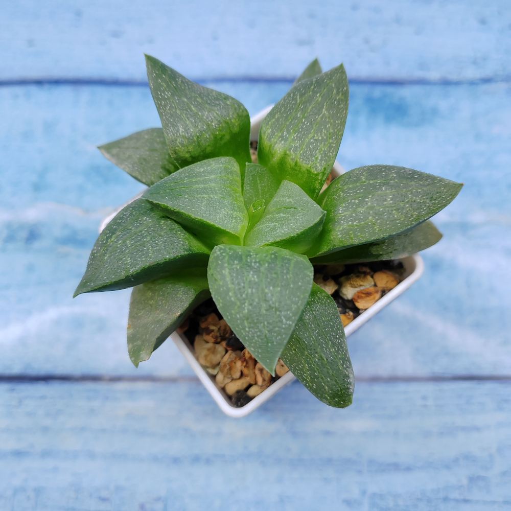 Haworthia Comptoniana Hybride hybrid (Хавортия)