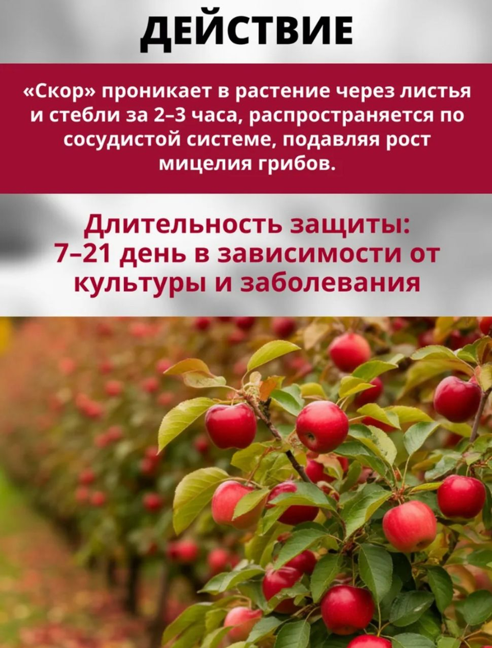 Скор -системный фунгицид для защиты плодовых деревьев , 1 мл