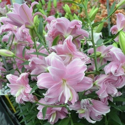 Лилия восточная махровая Лотус Бриз