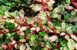 Барбарис Тунберга Наташа С3 Закупка М60 июнь 2026