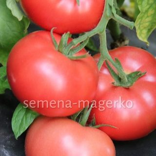 Томат Шихирбас F1  500 (семян)