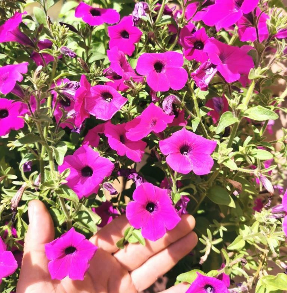 Петуния Фиалковая Дикая - Wild Violet Petunia