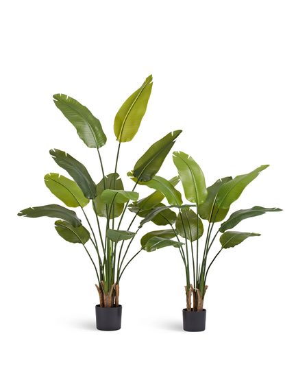 Стрелиция New Style (Sensitive Botanic) 110 см
