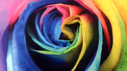 Микровелюр Xpoint (Икспоинт) 0047.01 Роза цветная купон