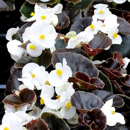 Бегония вечноцветущая белая на бронзовом листе (6 шт)