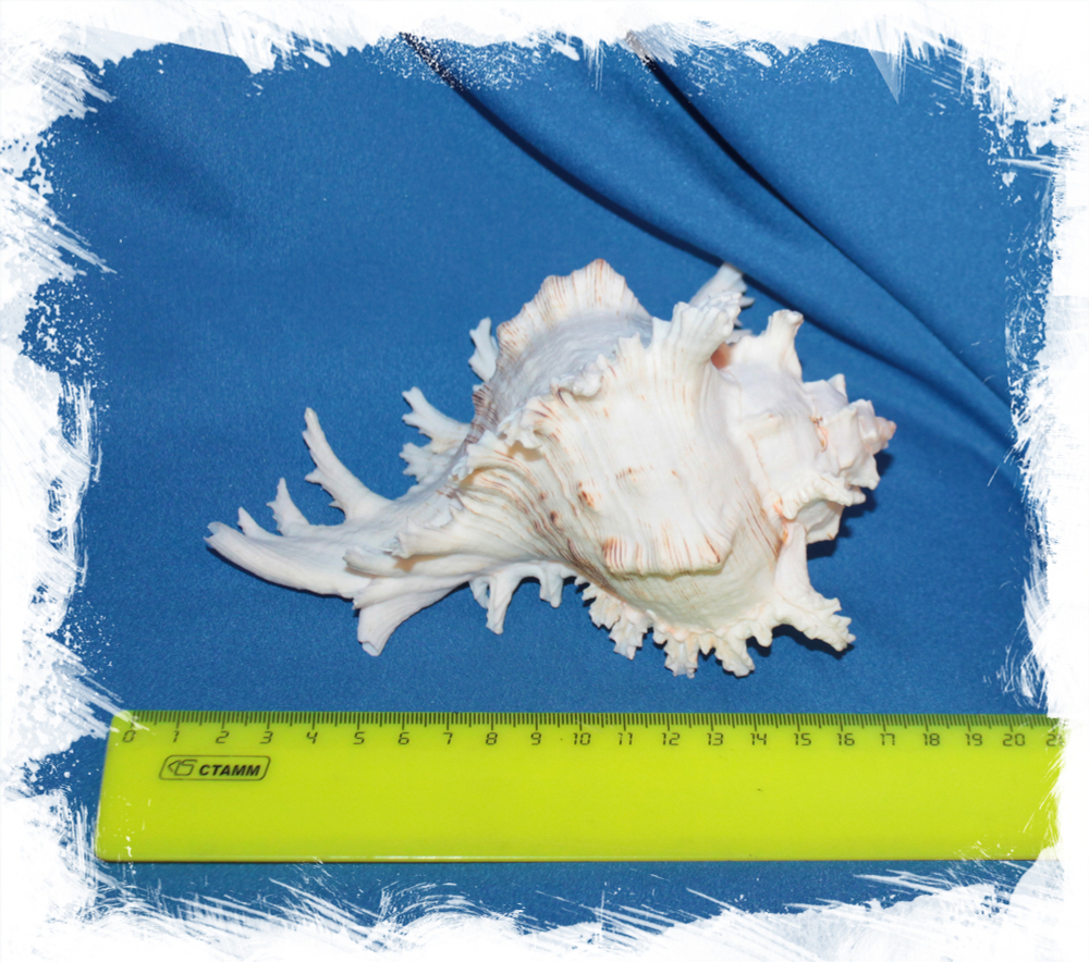 Ветвистый Мурекс 16 - 19 см