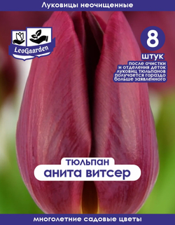 Тюльпан Луковица, Анита Витзер, 8+шт