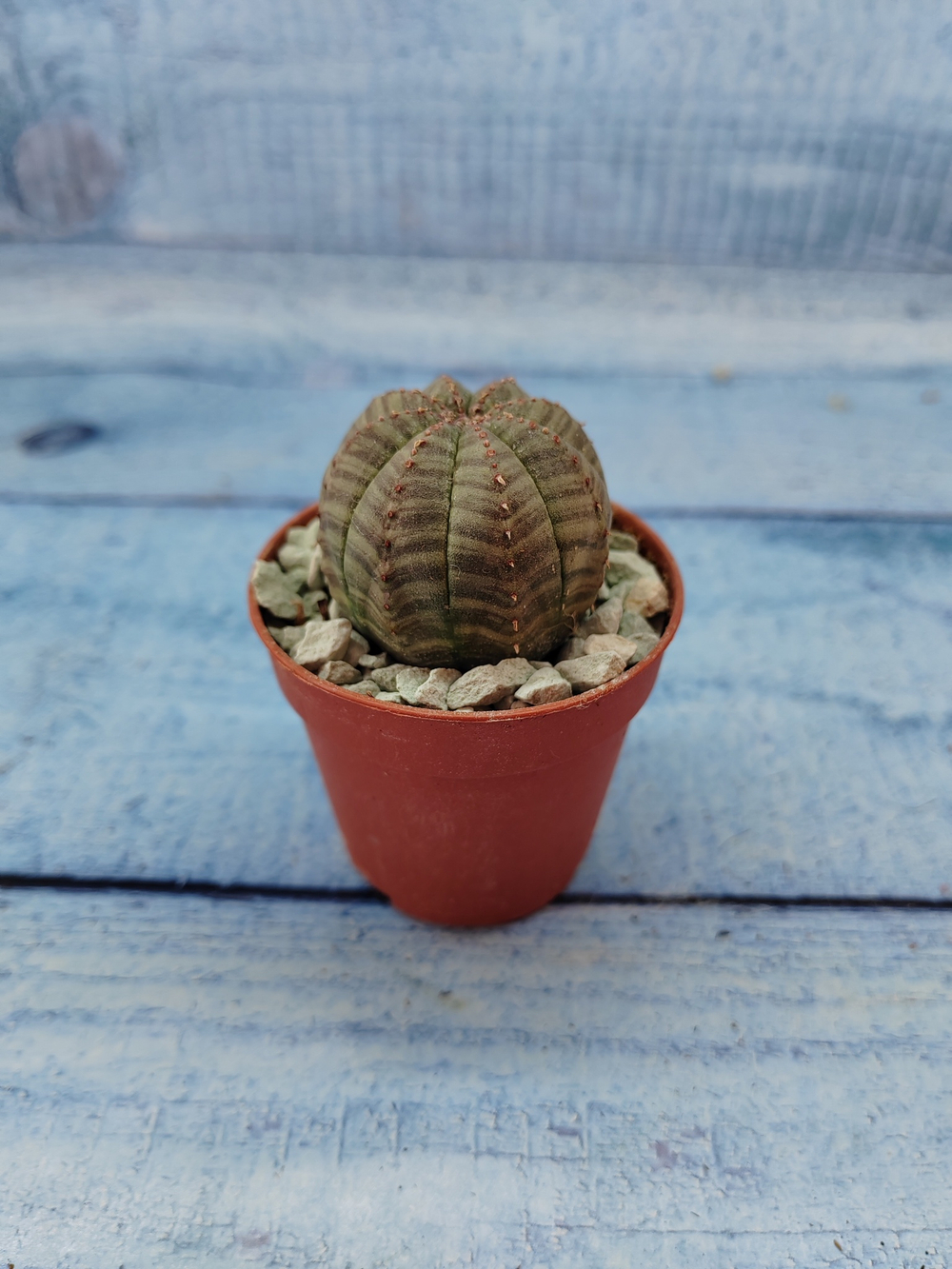 Euphoria Obesa (Эуфорбия)