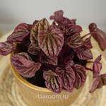 Пеперомия Квито 11/25