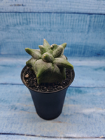 Astrophytum Myriostigma monstrosa (Астрофитум)