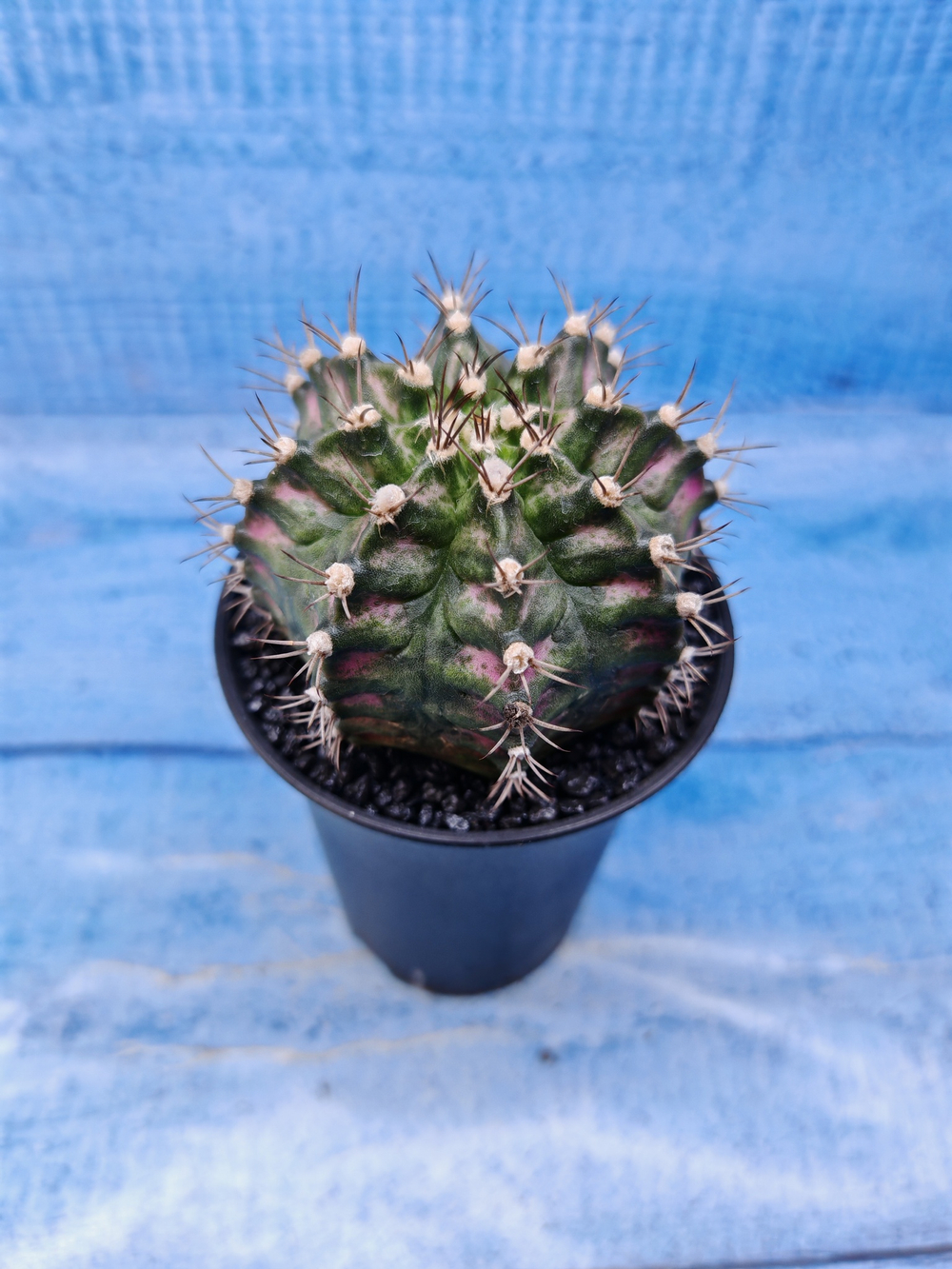 Gymnocalycium T-Rex Pink hybride (Гимнокалициум T-rex)