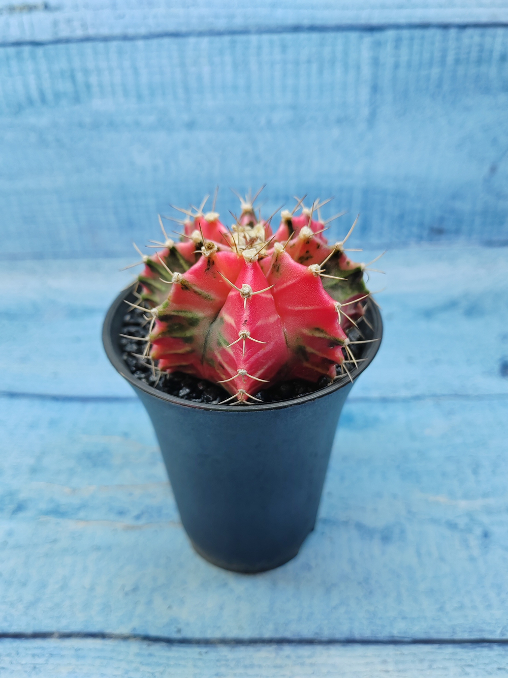 Gymnocalycium Variegata (Гимнокалициум Вариегатный)