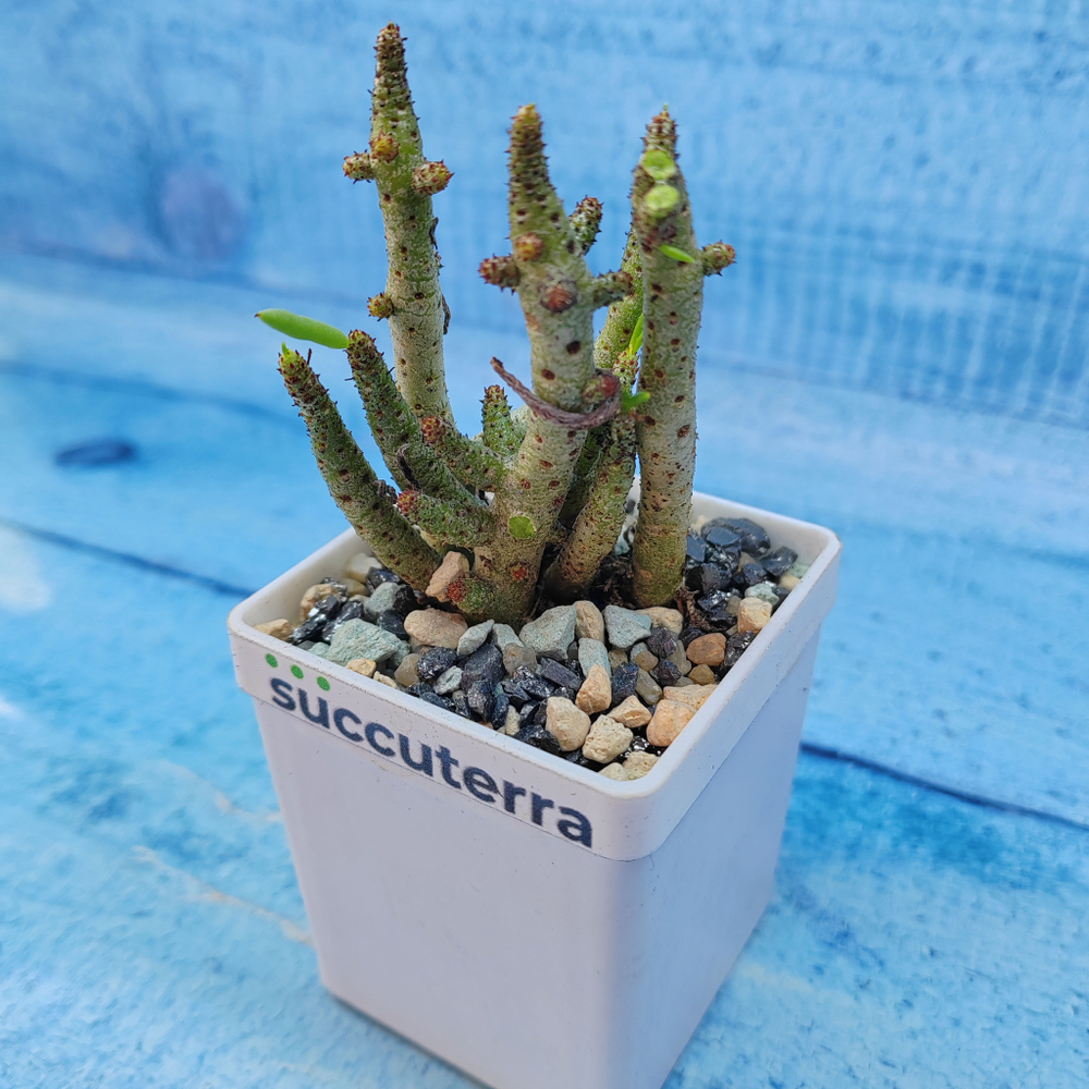 Tylecodon Buchholzianus (Тилекодон)
