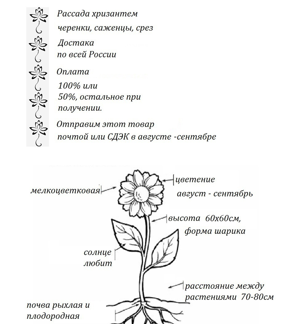 Хризантема мультифлора Бореале оранж ☘ м.29 🌿 (отгрузка Май)