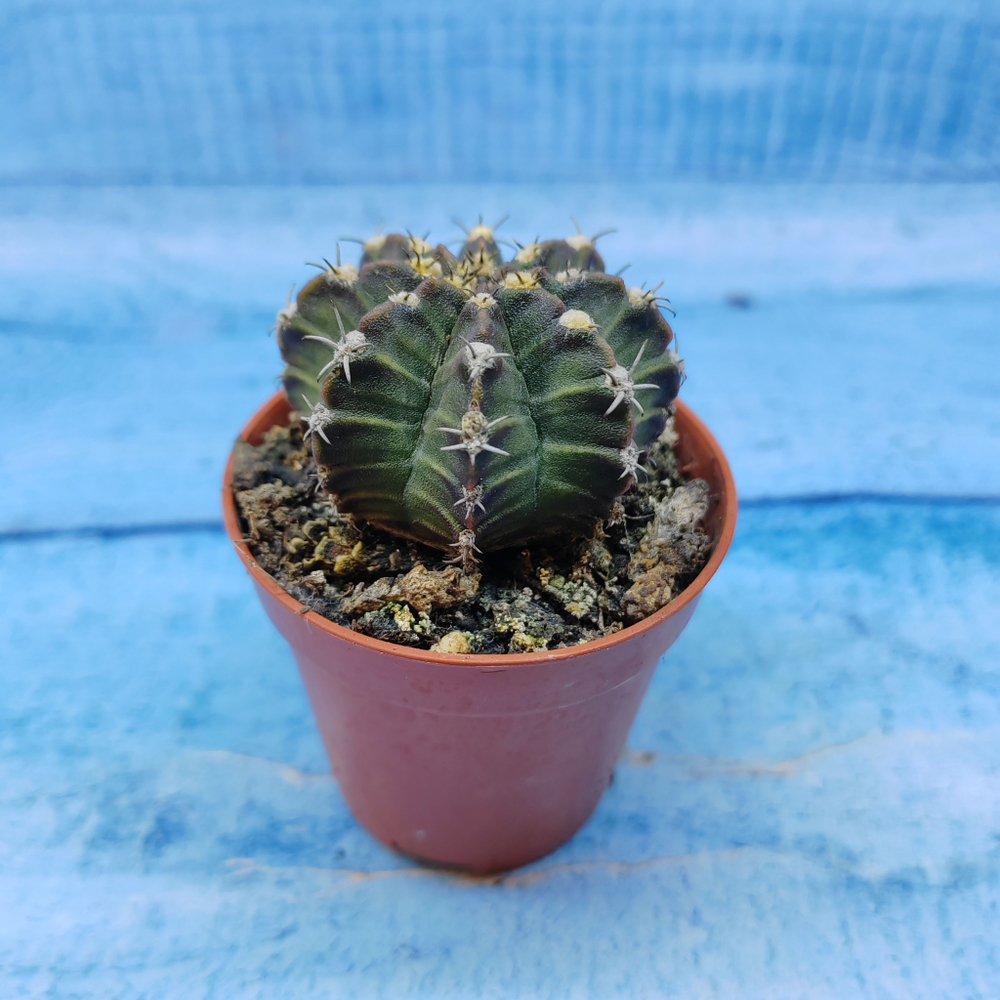 Gymnocalycium Friedrichii (Гимнокалициум)