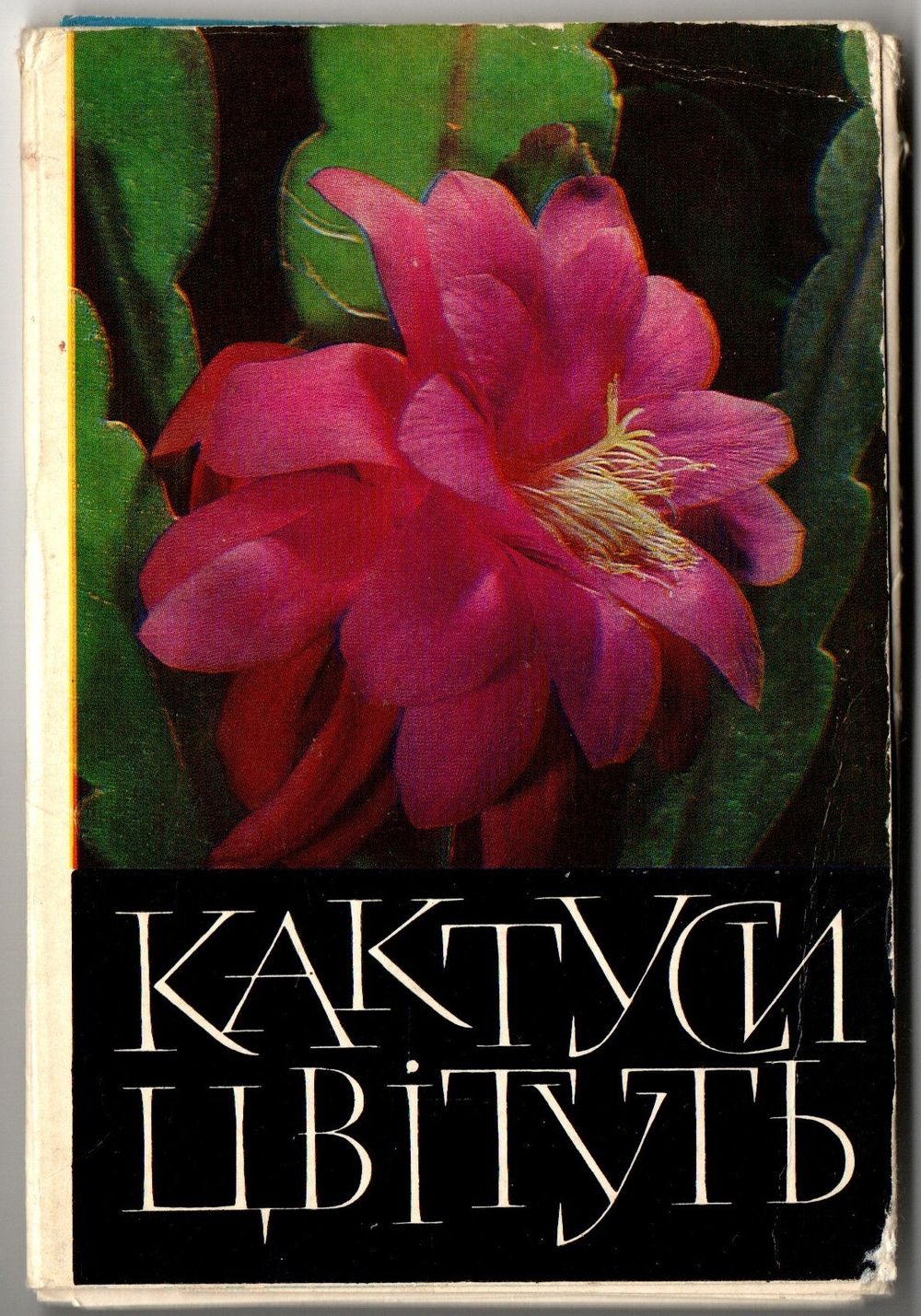 Набор из 16 открыток "Кактусы цветут" 1978 год УРСР